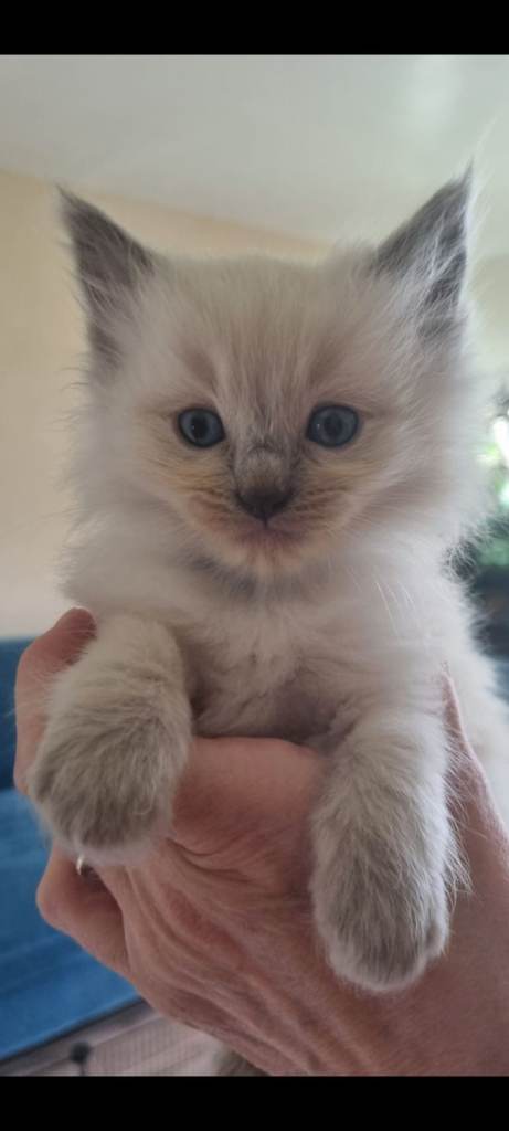 Ragdoll kittens pure bred lynx Ragdolls