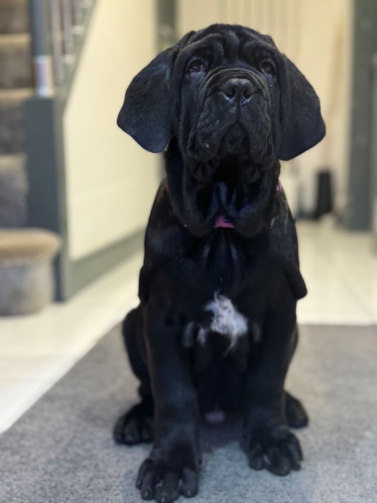 3 Neapolitan mastiff black female puppies Newcastle 
