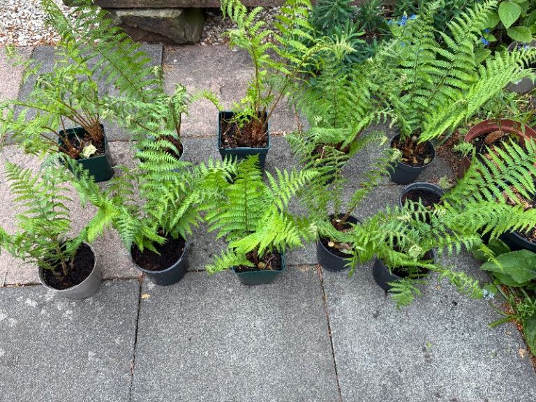 Large Garden Fern Plants (Medium & Small also available)