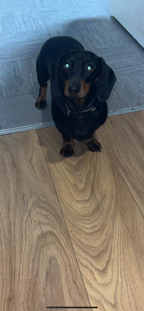 Dachshund puppy’s for sale 