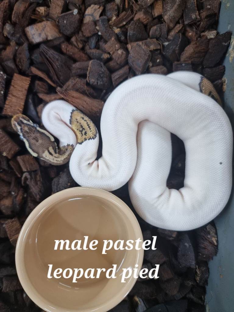 Royal pythons for sale 