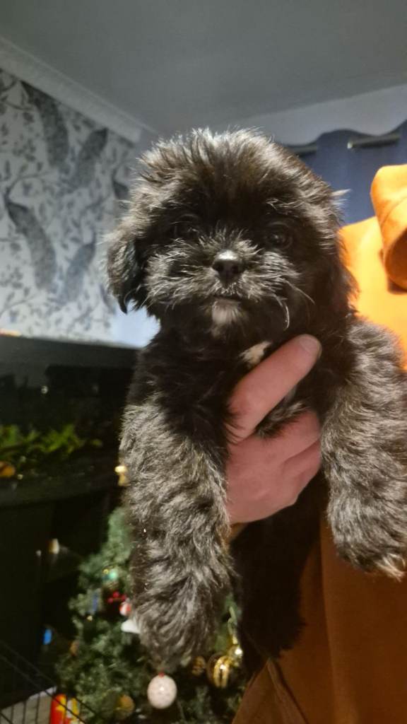 image for 10 week old Shorkie pup