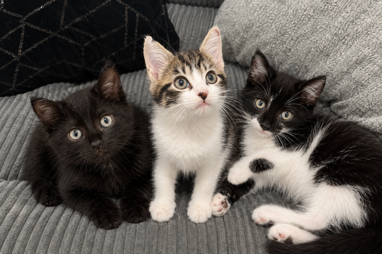 Three Lovely Kittens for Sale – 1 Boy and 2 Girls 🐱