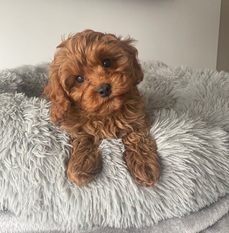 Beautiful Cavapoo puppies