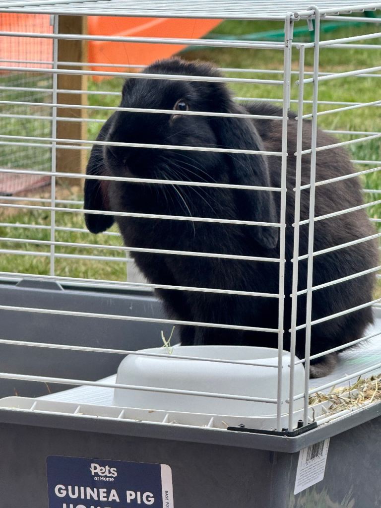 French lop black male bunny ready now LAST ONE