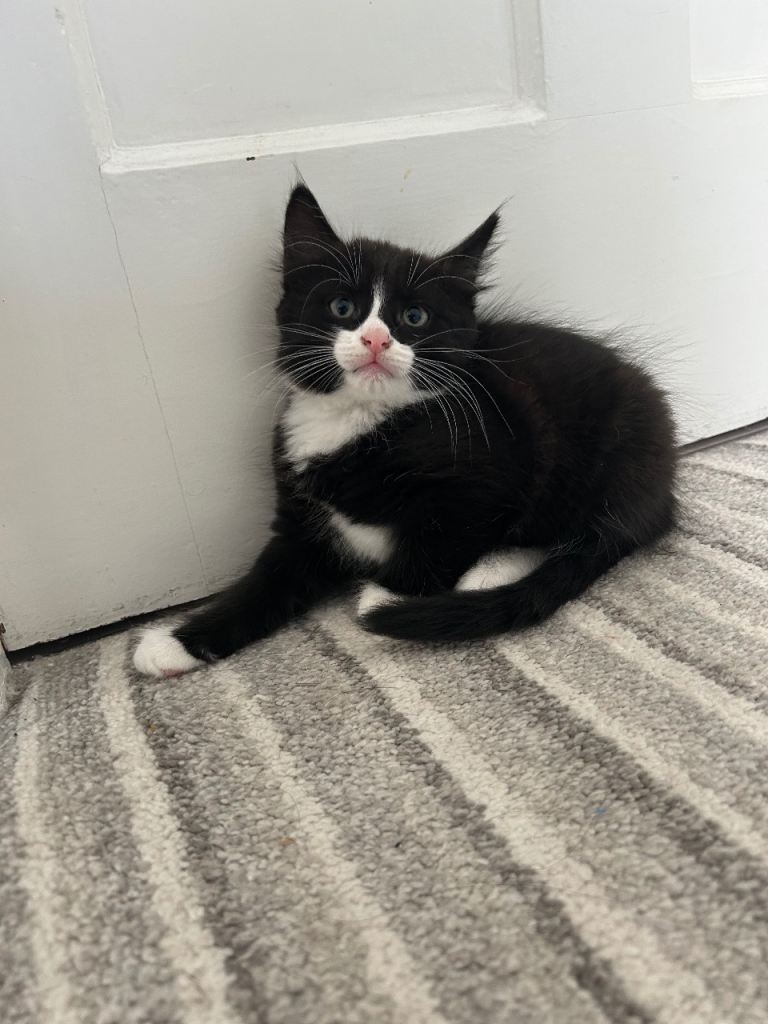 Adorable fluffy kittens 