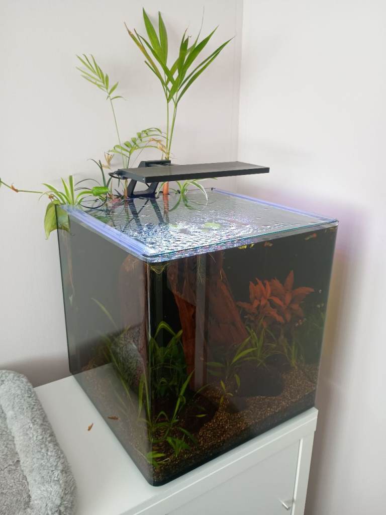 Established Glass Aquarium with Plants and Accessories