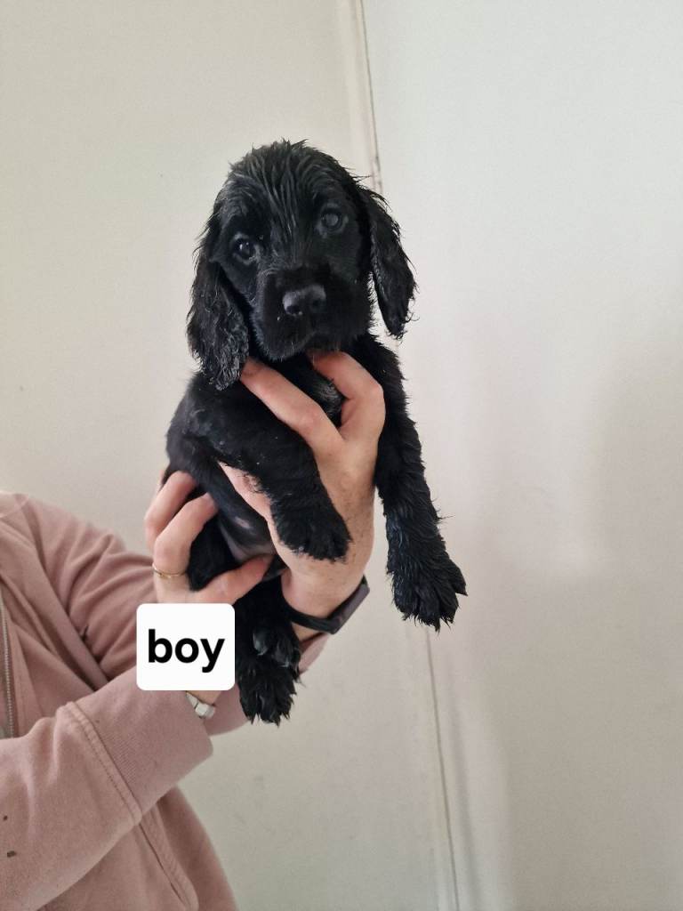 Ready to leave now. Cocker spaniel puppies 