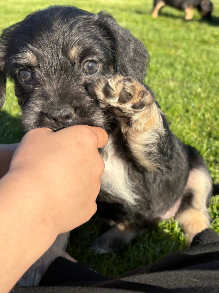 cockapoo cross puppies