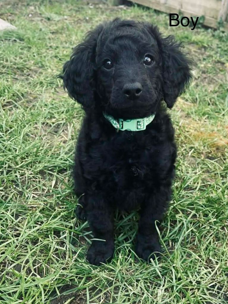 Cockapoo