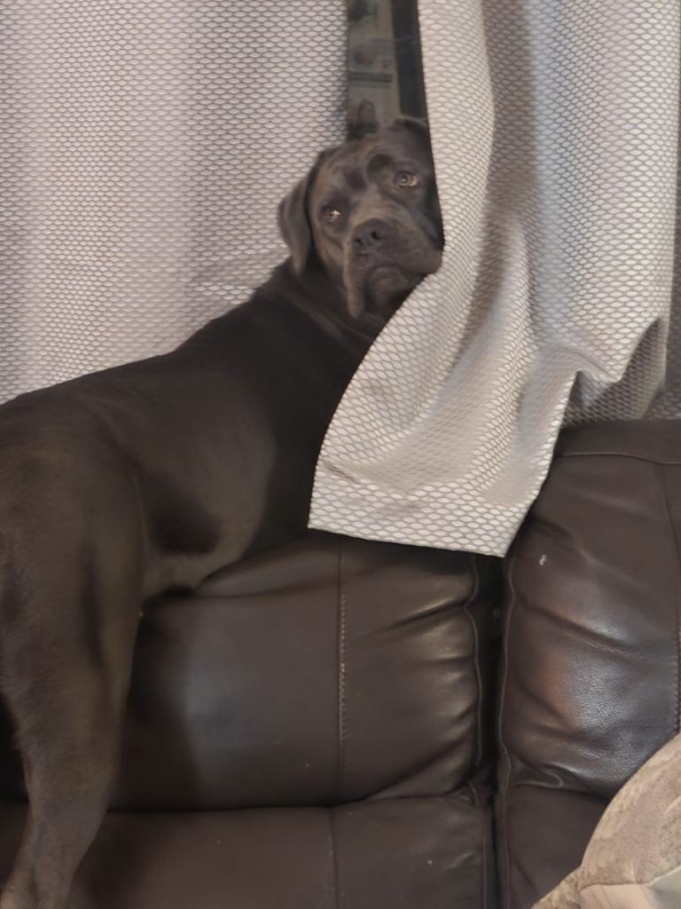 Nyla 