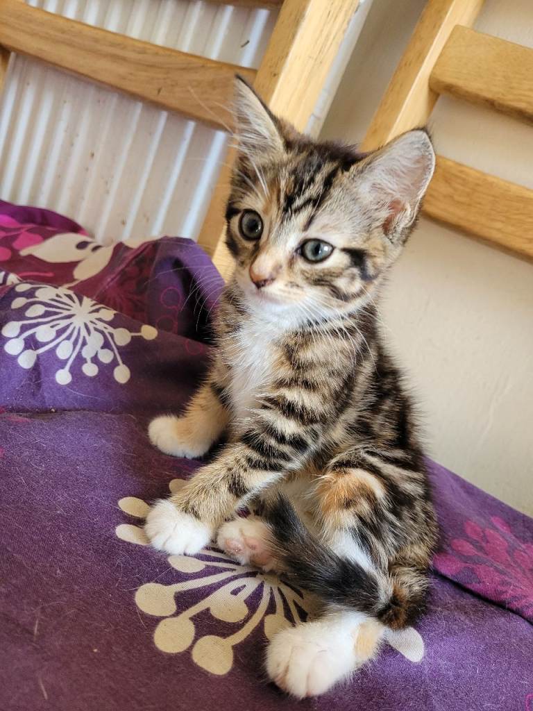 Very cute kittens they're playing jumping eating dry and Wet food 