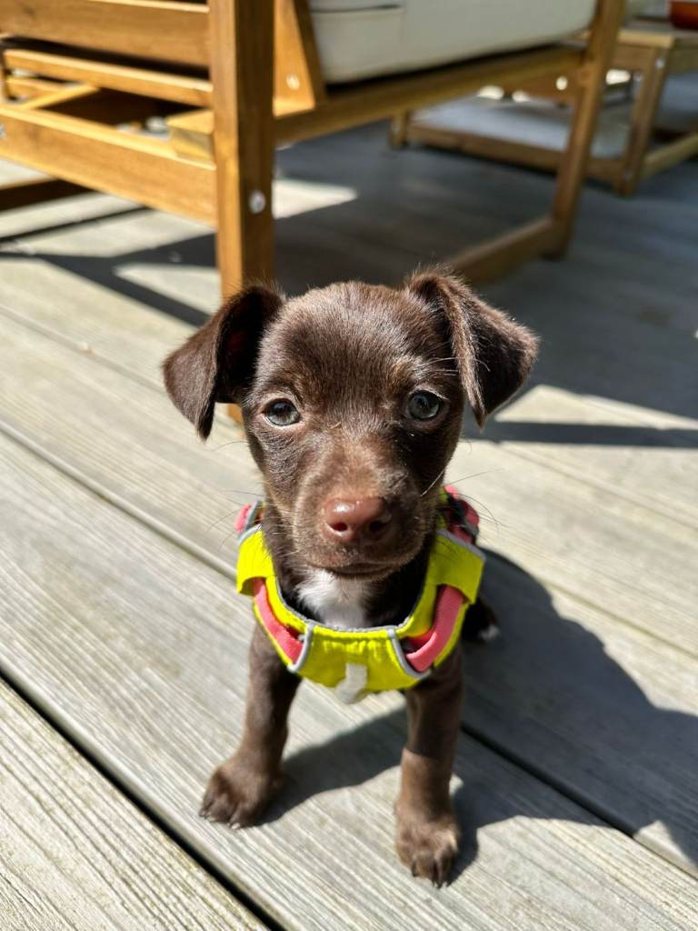 Jackchi puppy ready to leave for new home