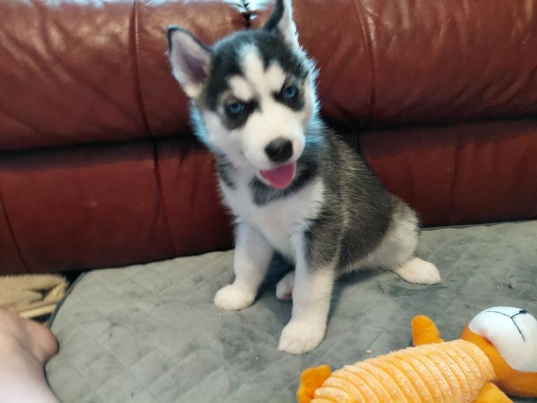 Husky puppies for sale