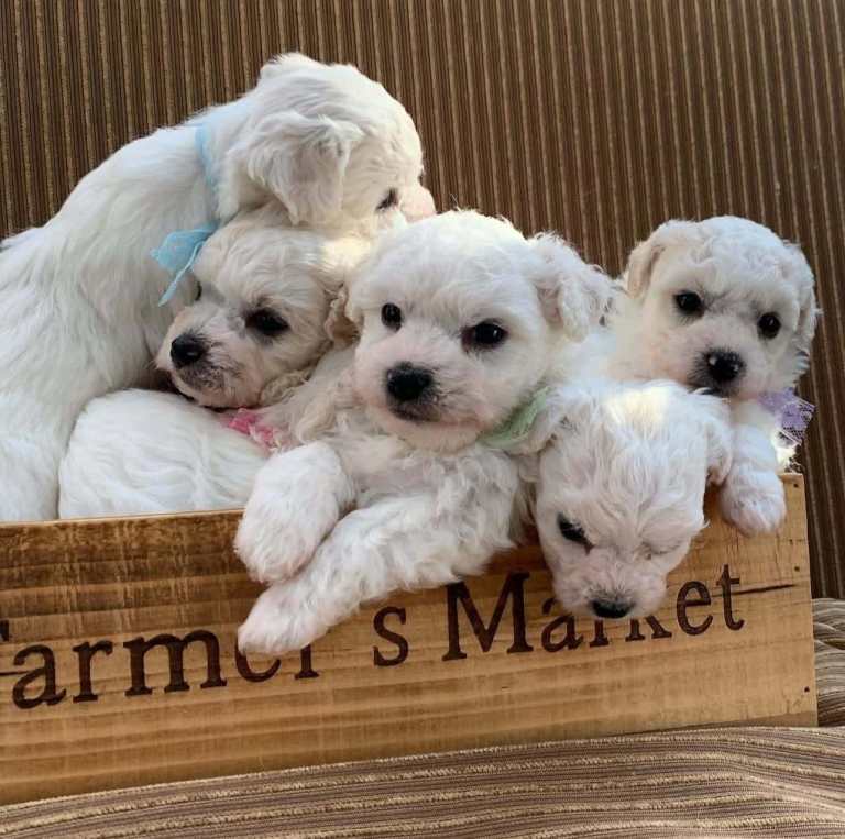 Adorable bichon puppies 