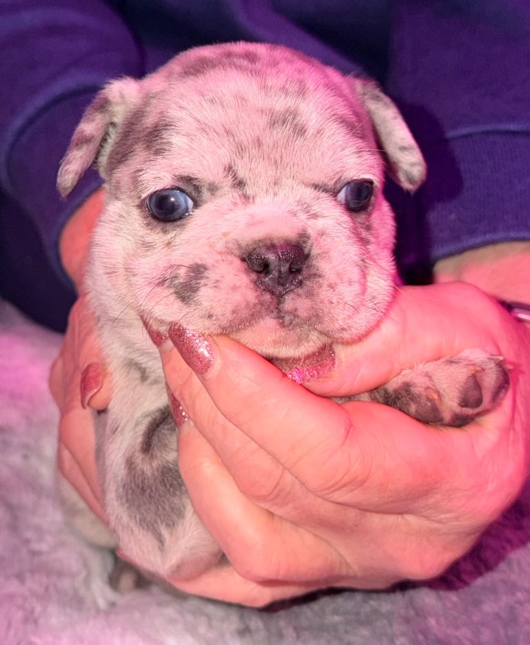 French bulldog puppies 