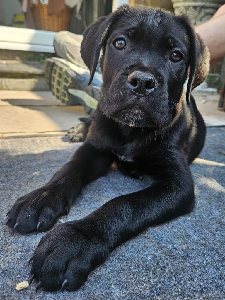 Cane Corso puppies ready now 