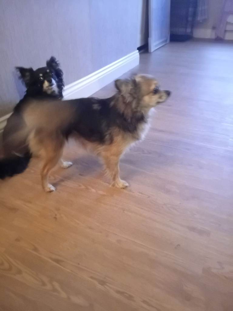 2 female chihuahuas for sale 