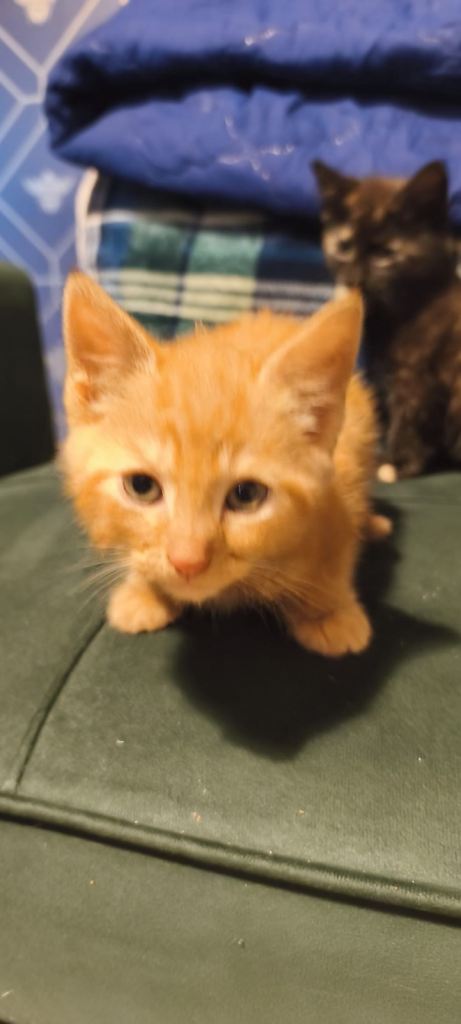 Kittens