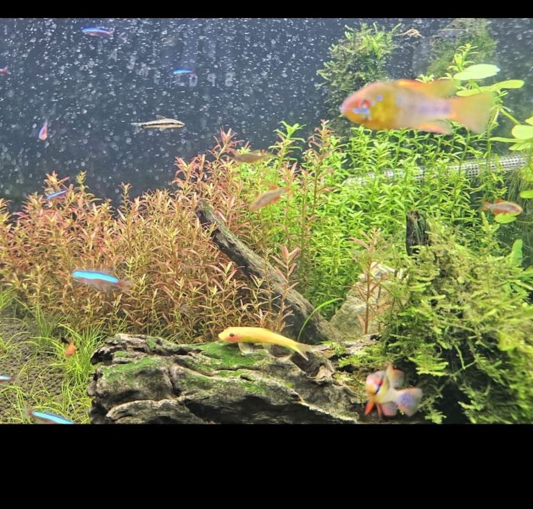 Chinese algae eater