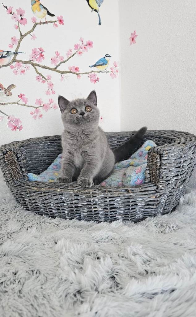 British shorthair kitten