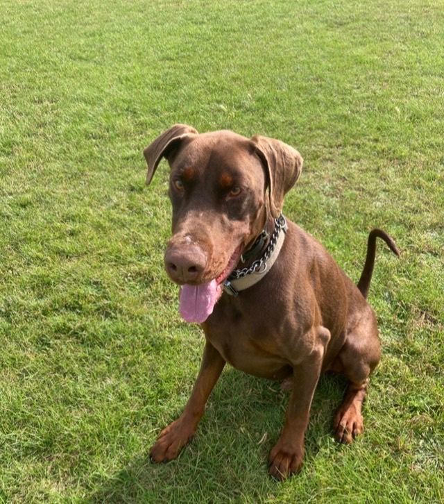 Doberman for sale 