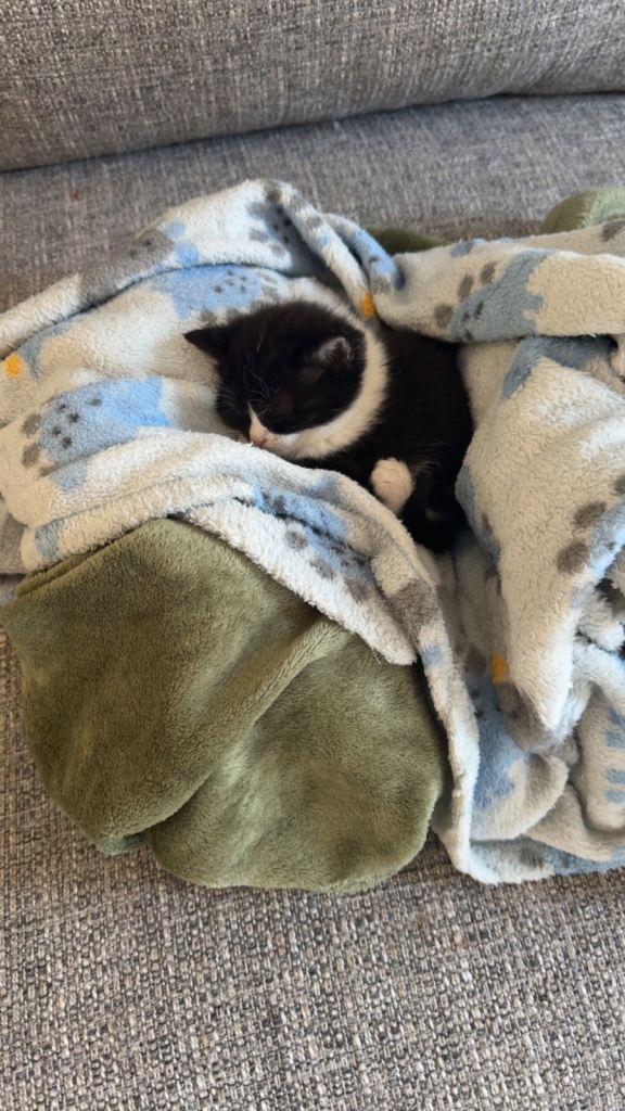 1/2 British short hair kittens