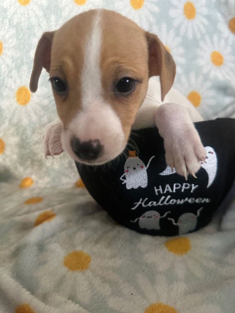 Miniature Jack Russell Puppies 