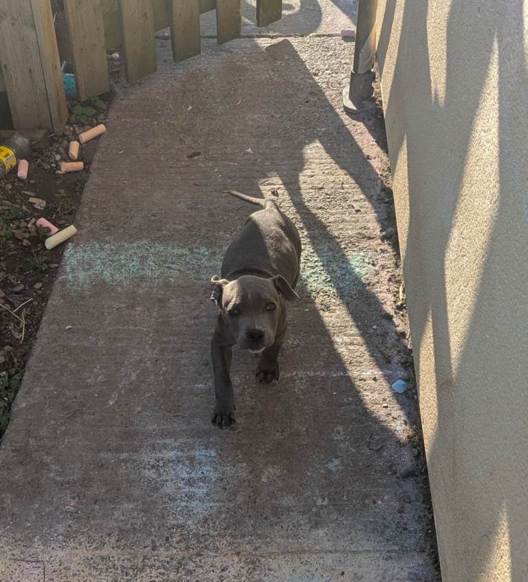 Blue Staffy Female — REDUCED PRICE 