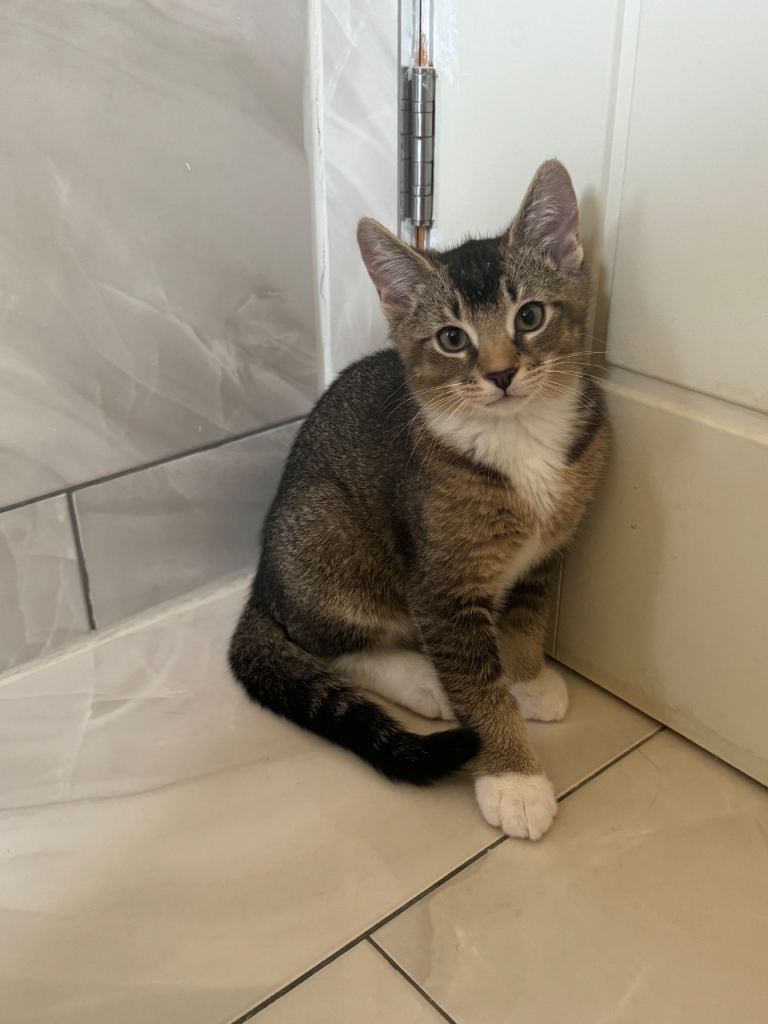  Kitten for sale