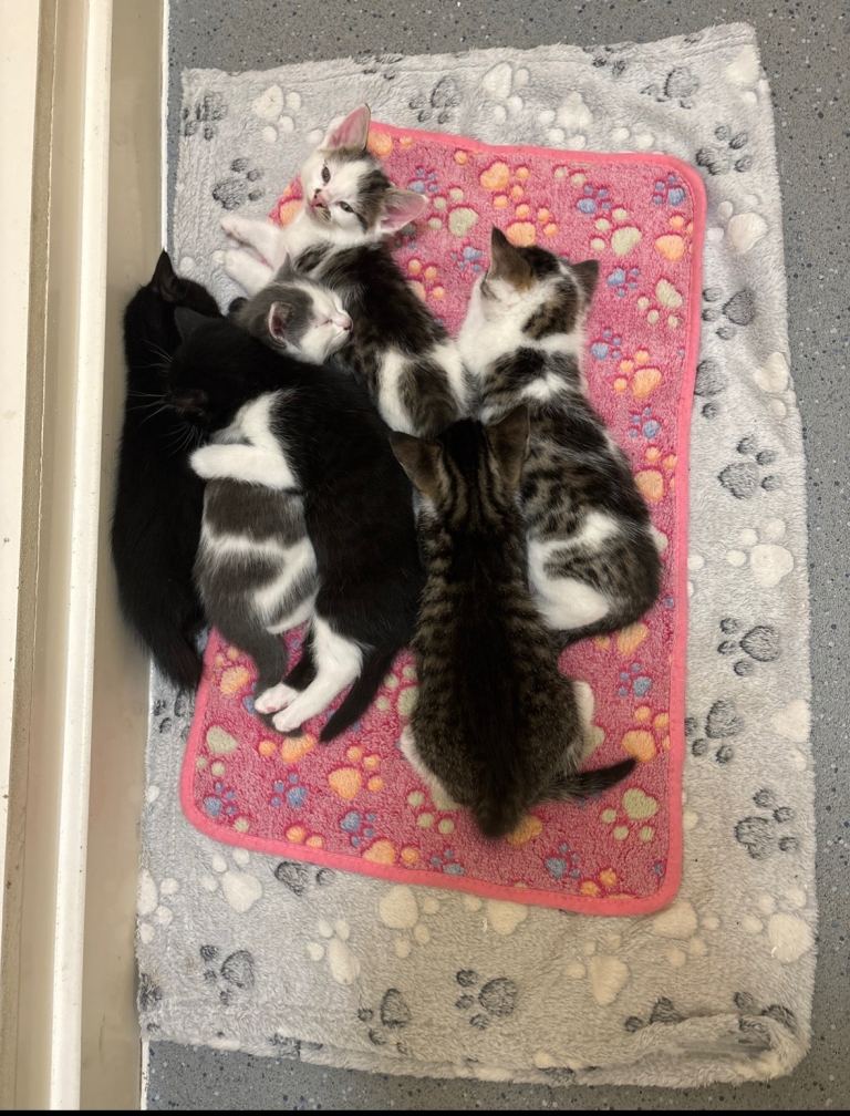 6 kittens male and female!