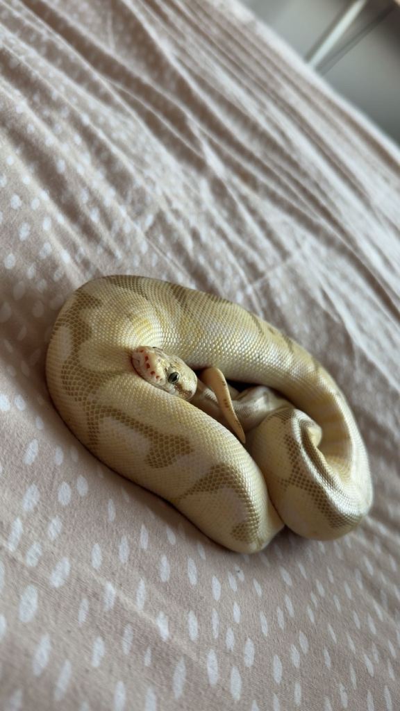 ball python