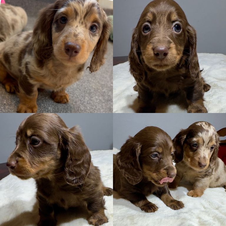 Long hair Dachshund miniature dapple tan