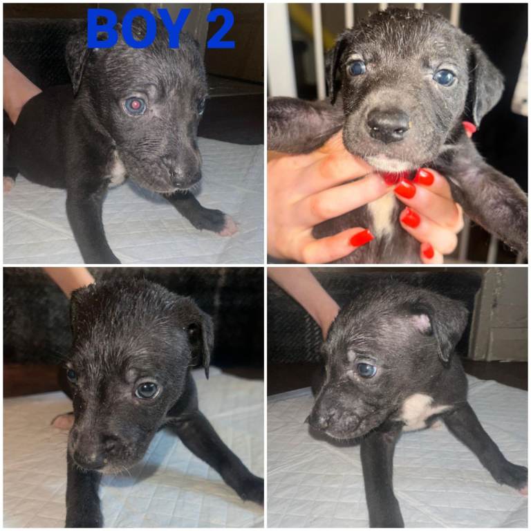 Adorable Puppies 2 Gorgeous boys Left as seen in photos.
