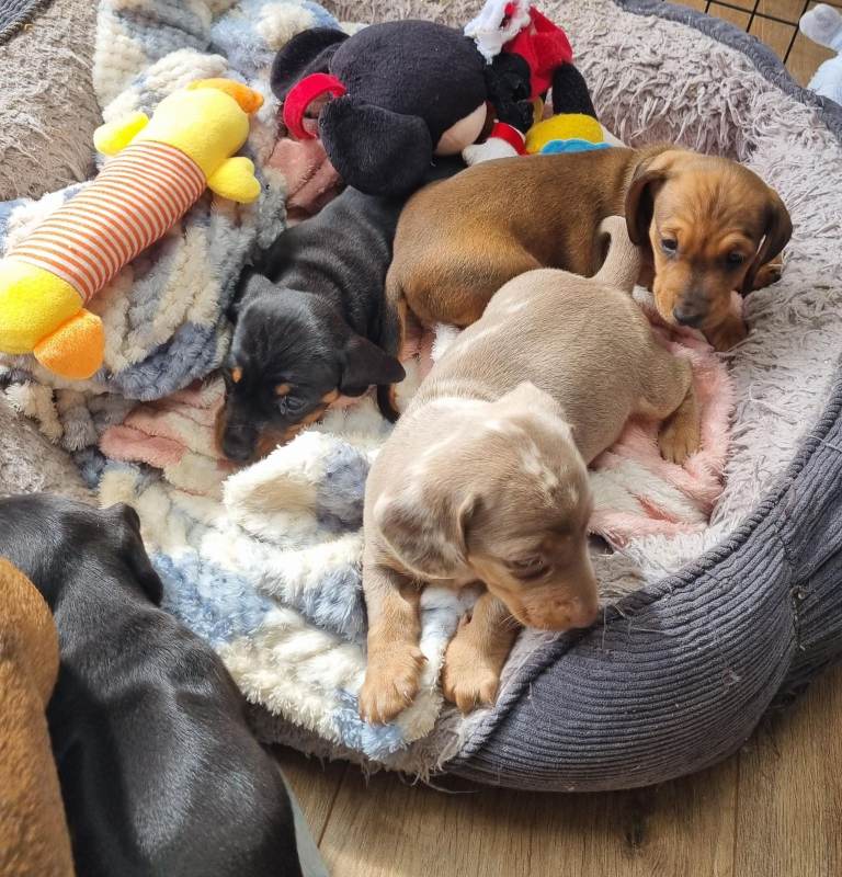 miniature smooth dachshund puppies pra clear