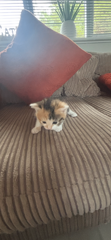 Tabby ginger kitten 