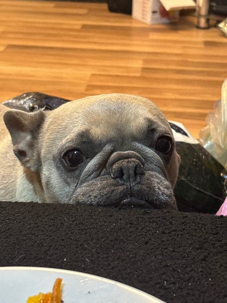 4 year old female frenchie and 4 year male frenchie 