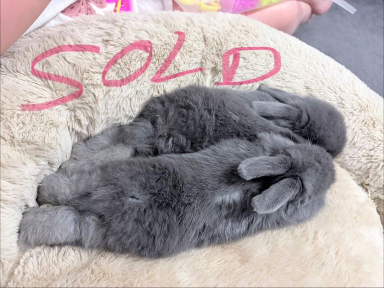 2 female baby English mini lops £50 each