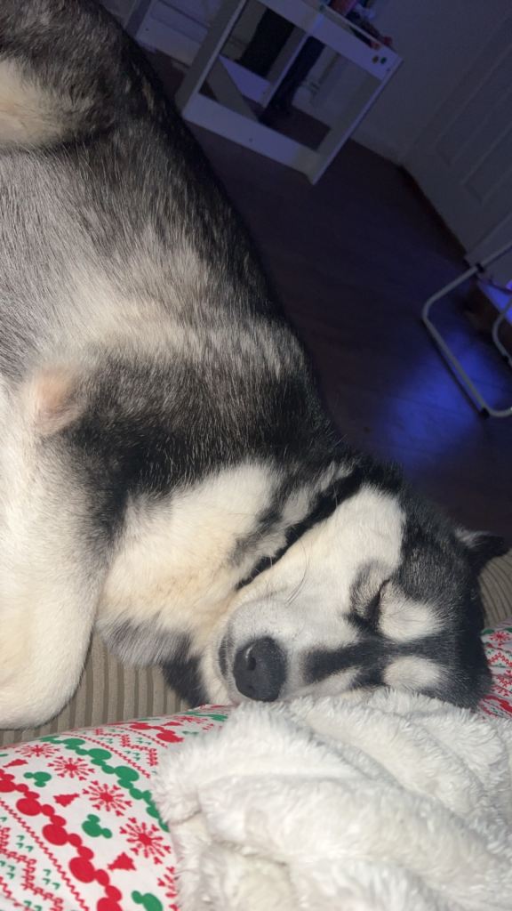 1 year old husky 