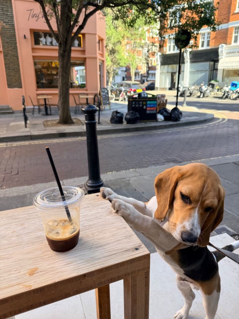 6\-Month\-Old Beagle Archie – Loving & Affectionate