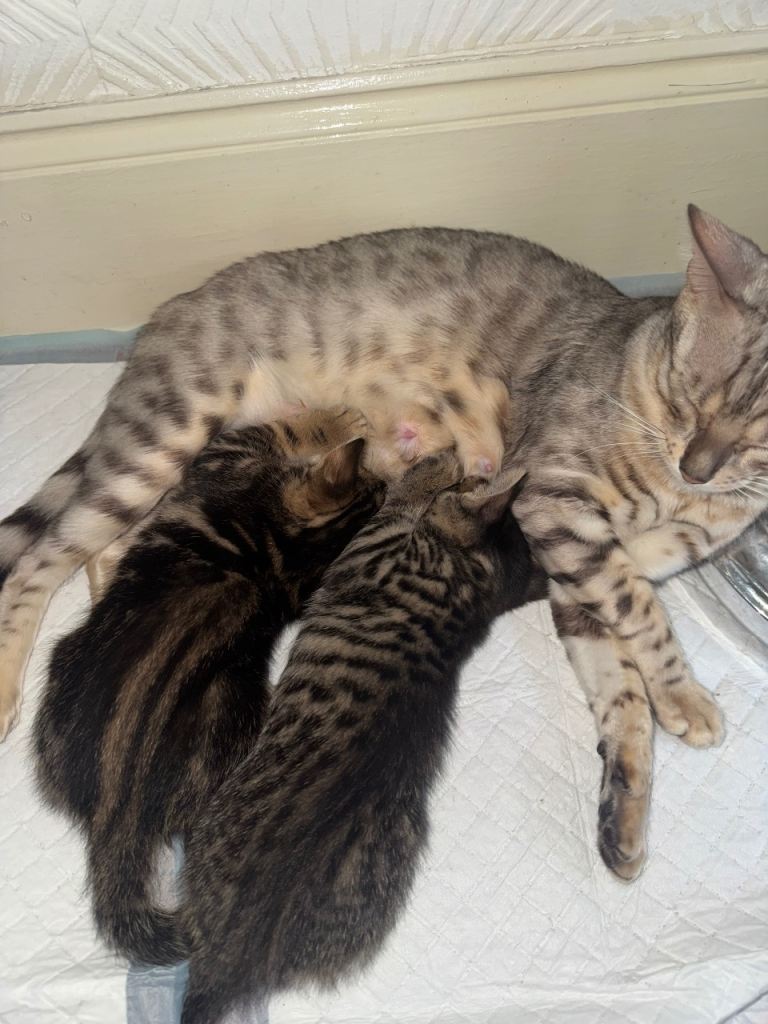 BENGAL 🐆🐾 ONLY 2 BOYS LEFT 🐾 🐆