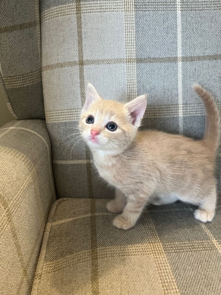 3 gorgeous kittens for sale. 