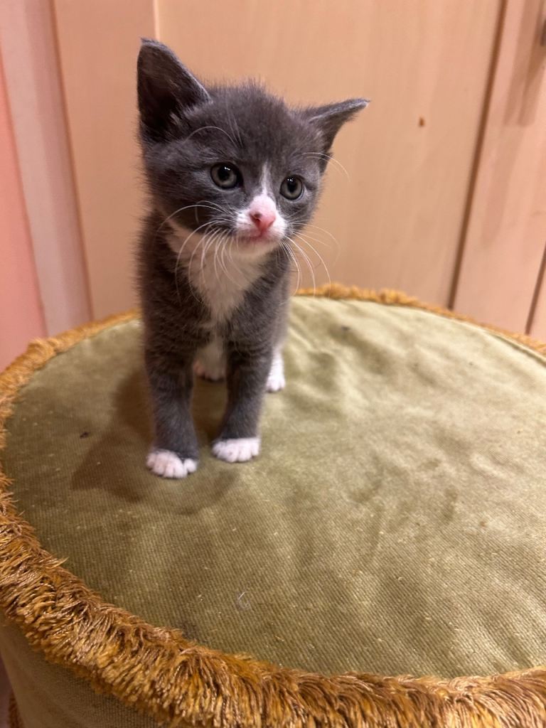 Cute kittens for sale 