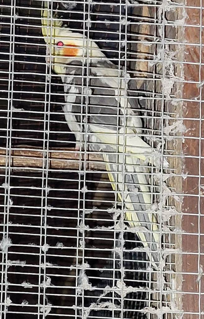Cockatiel babies ready for new homes
