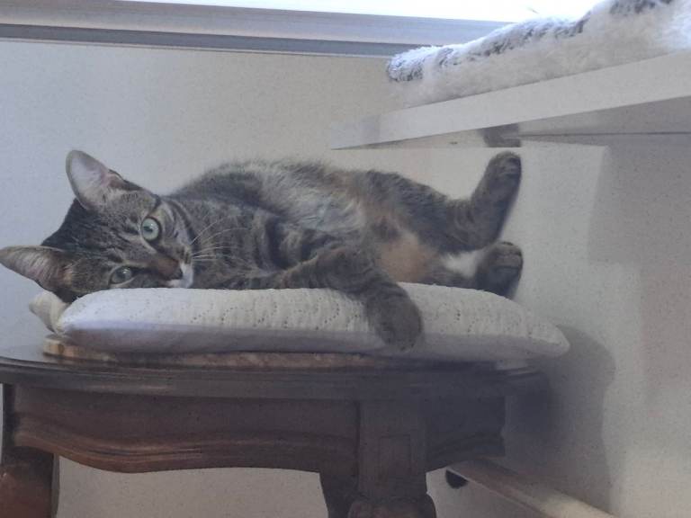 Cat scratcher 