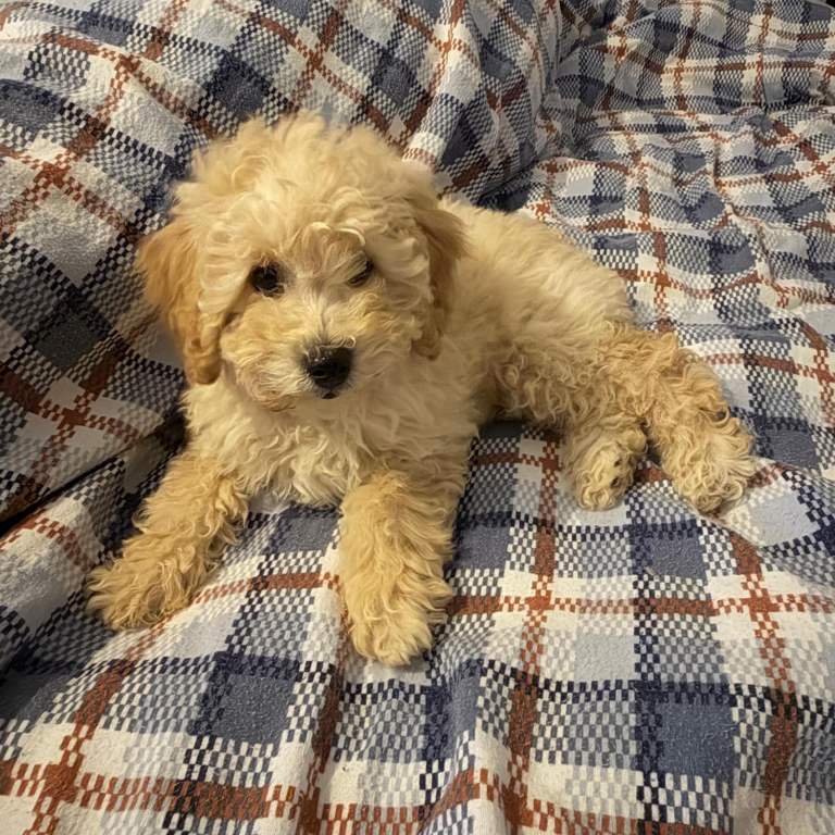 Cavapoochon female 