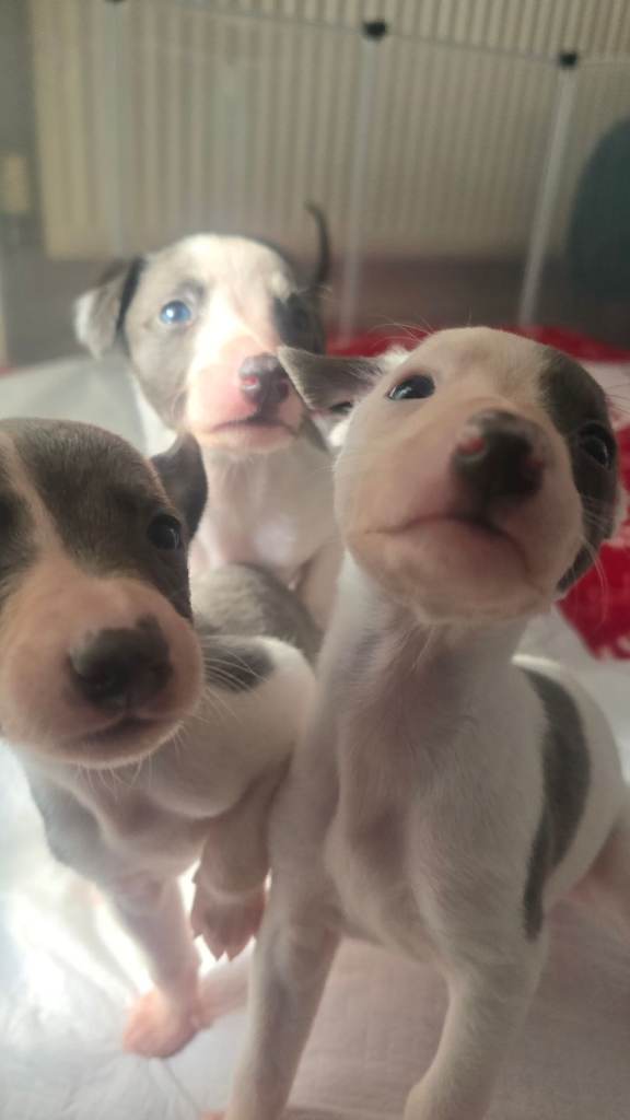 Whippet puppies