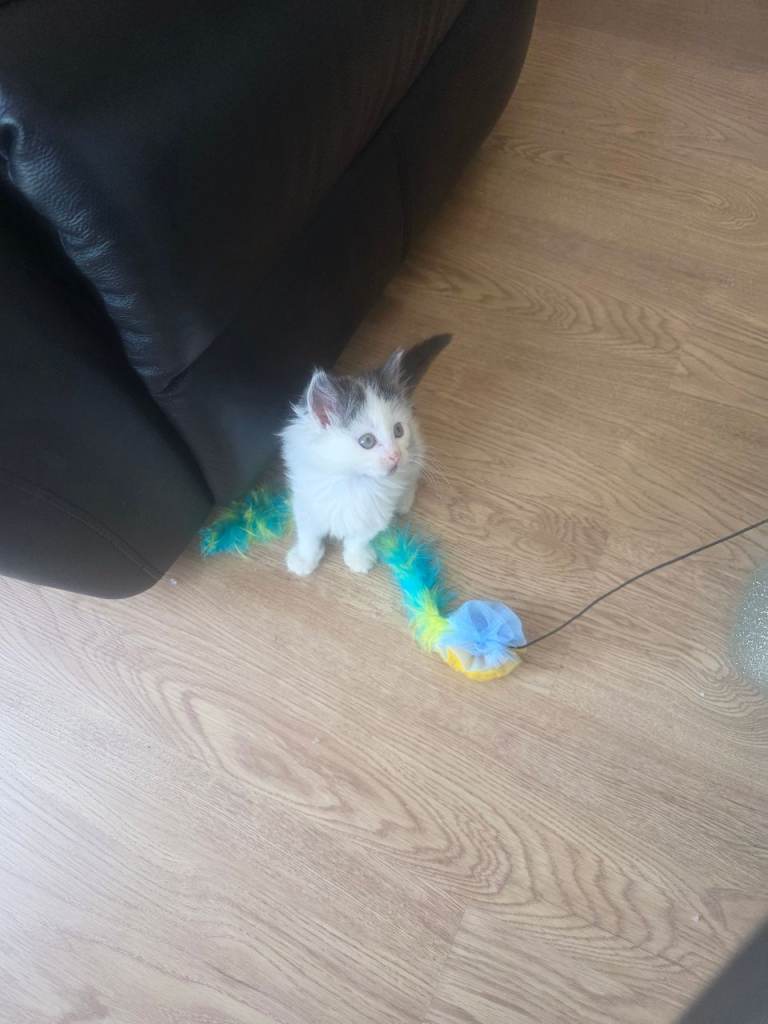 Kitten