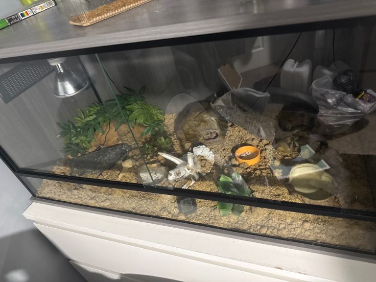 Reptile Vivarium with Heat Lamp and Accessories