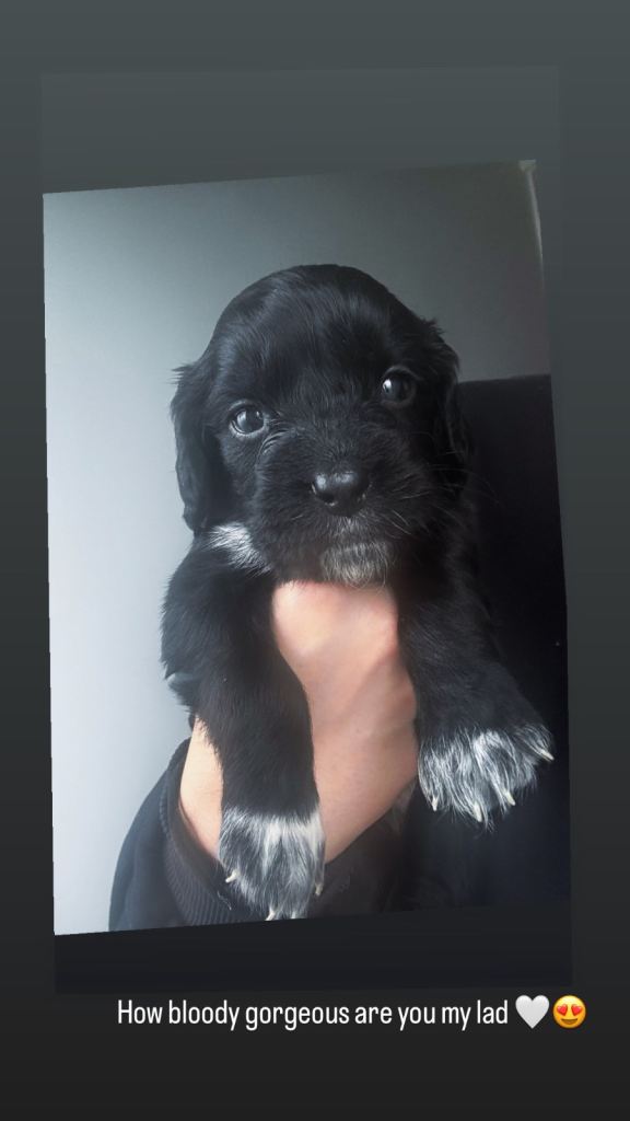 cocker spaniel pups 🐶